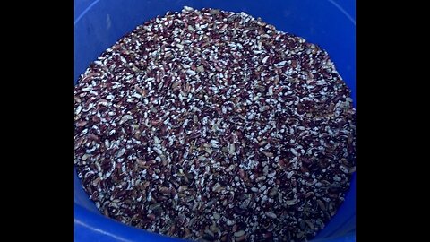 Threshing shelling beans