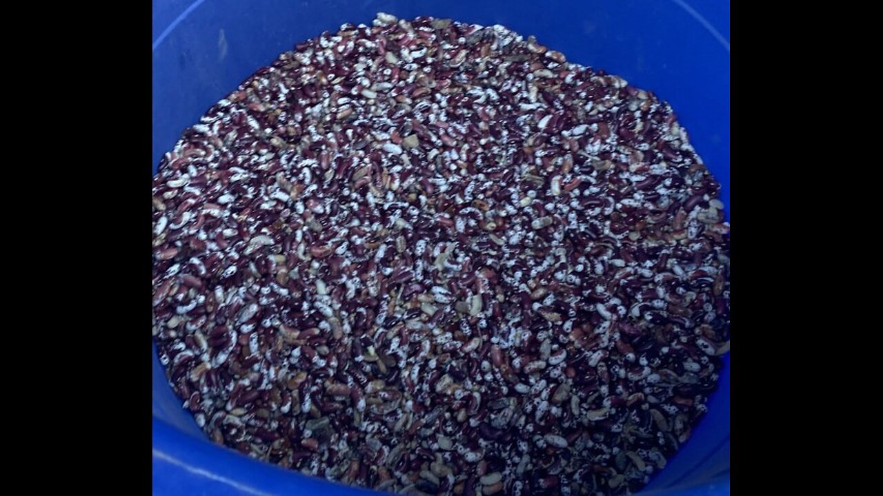 Threshing shelling beans