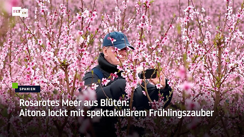 Rosarotes Meer aus Blüten: Aitona lockt mit spektakulärem Frühlingszauber