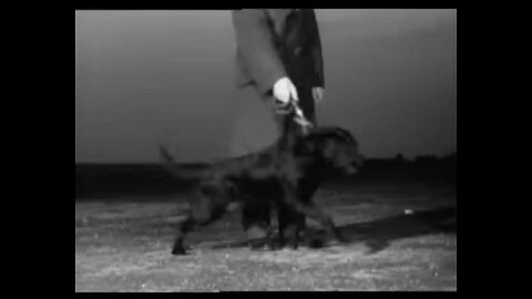 Nigger the dog