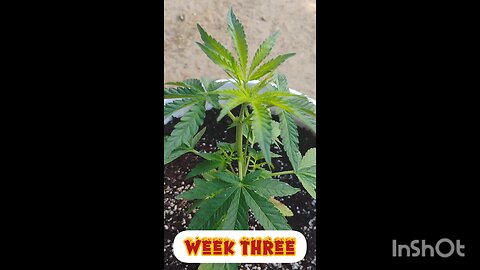 week three of growth