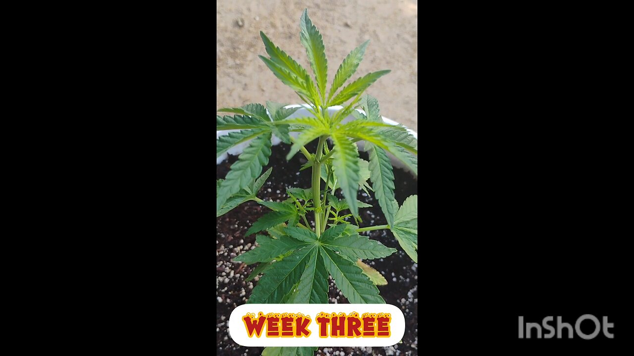 week three of growth