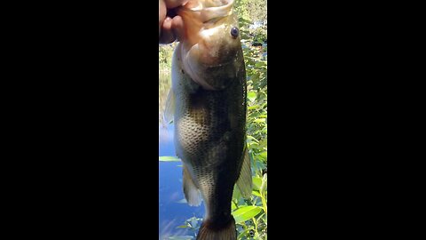Large mouth Bass