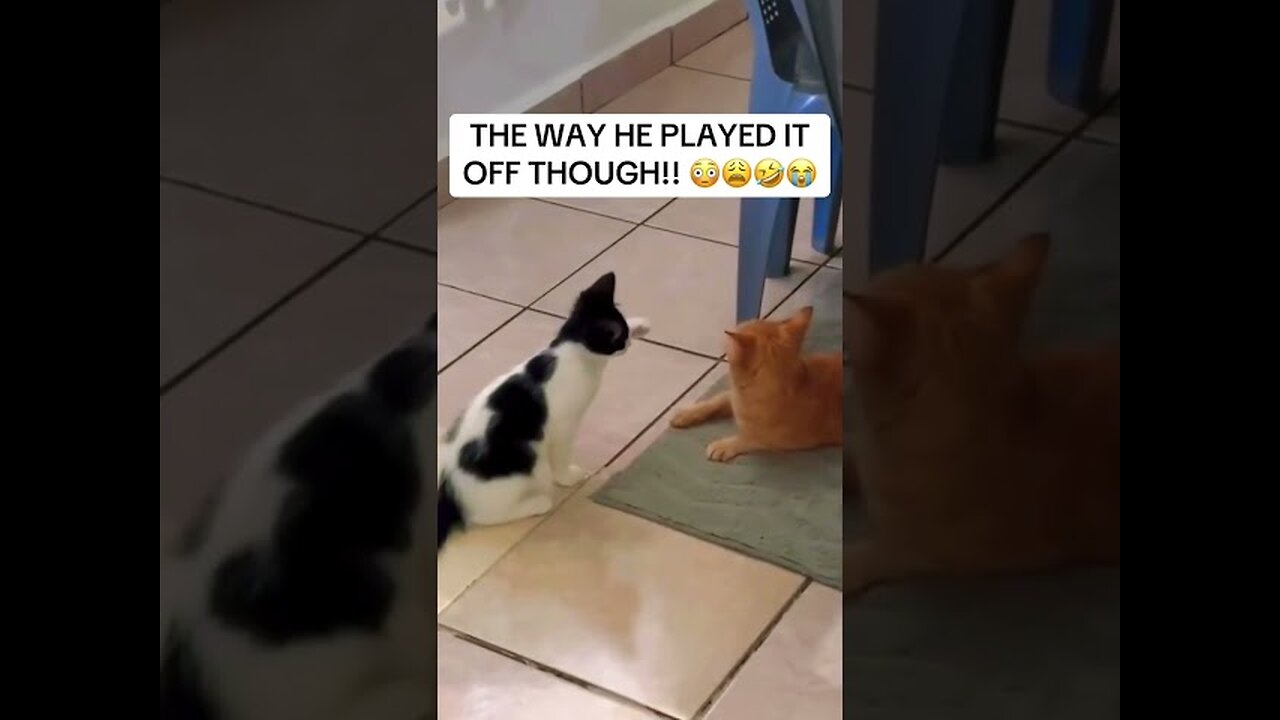Cats are brilliant 😅🐈#short#trending#viral