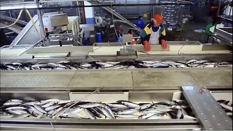 Mackerel Fishing by Trawler Ocean Shock, Mackerel Fishermen come to harvest on the boat