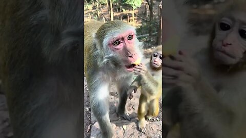 Feed the gluttonous monkey and mother some bread