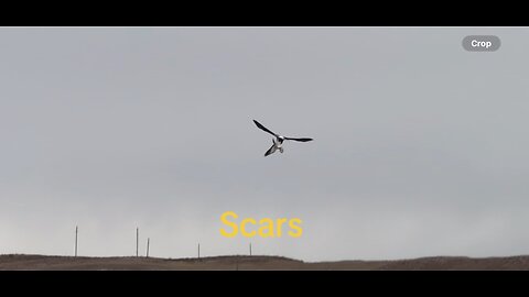 Bald eagle snatches goose out of air