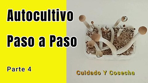 🍄 AutoCultivo de Hongos Paso a Paso – Parte 4: Cuidado y Cosecha ✂️🌱