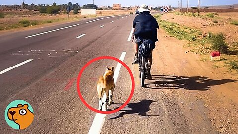 Desert Dog Chased This Couple For 50 Miles | Cuddle Buddies