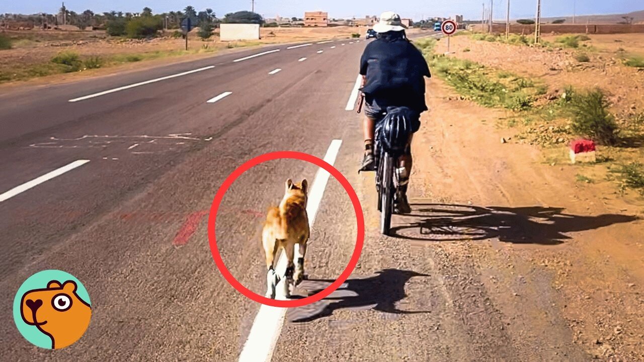 Desert Dog Chased This Couple For 50 Miles | Cuddle Buddies
