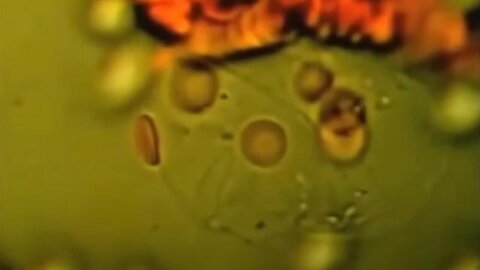 "Understanding Cancer Deception: The Role of Low Frequencies and Microparasites"