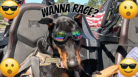 Doberman Enjoys A Beautiful Day Riding In A Slingshot