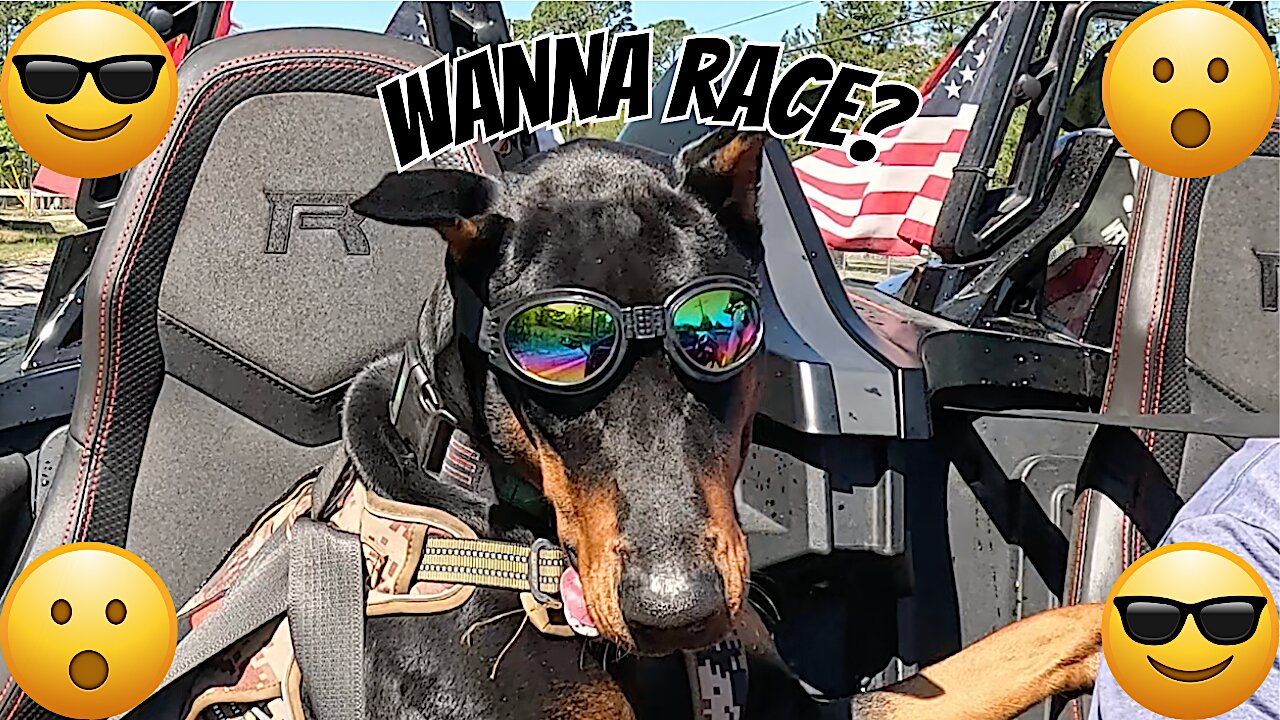 Doberman Enjoys A Beautiful Day Riding In A Slingshot