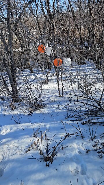 Balloons for Woodland Fairies' Party