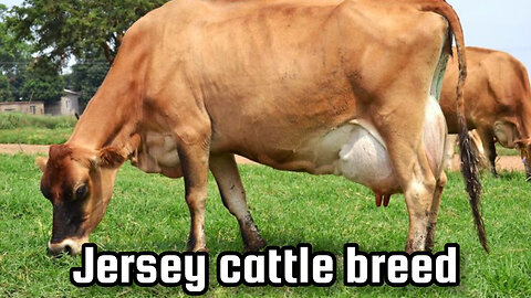 Jersey cattle breed, a breed synonymous with production