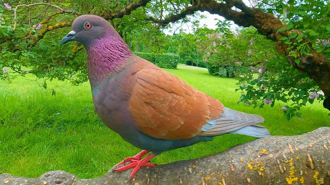 The Purple Pigeon on a Tree Branch