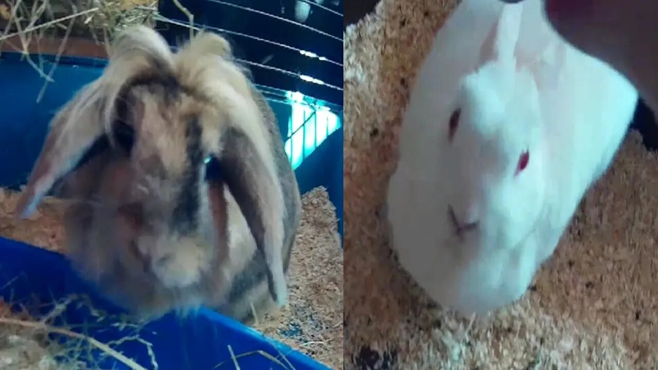 Jak Skinerimu Dupou Králíci / How are Skineri's Rabbits stomping?
