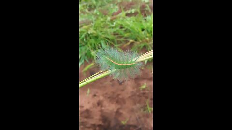 What IS This? Weird Creature Caught on My Family Farm! (PART 1)