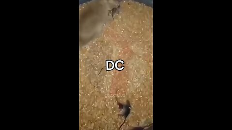 Trump cleans up DC