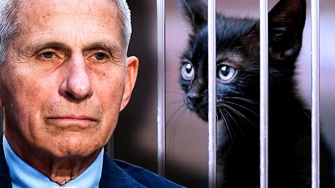 Fauci Says Millions of Pet Cats Must Be Slaughtered to Fight Bird Flu Pandemic