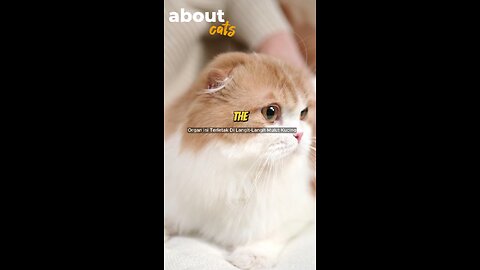 Fascinating Facts About Cats – Secrets of Your Feline Friend