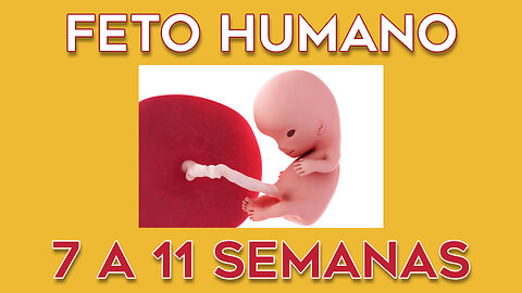 Feto Humano - Das 7 às 11 Semanas de Desenvolvimento