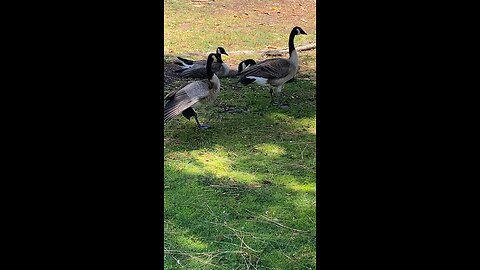 Canada Goose 🪿 #canadagoose #goose #followme #shorts #trending #viral #explore