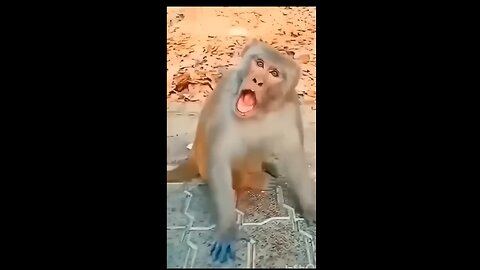 funny baby • video i #comedy #funnymonkey #babyvoice #shorts
