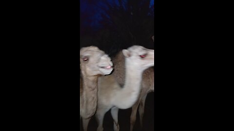 Somali Camals