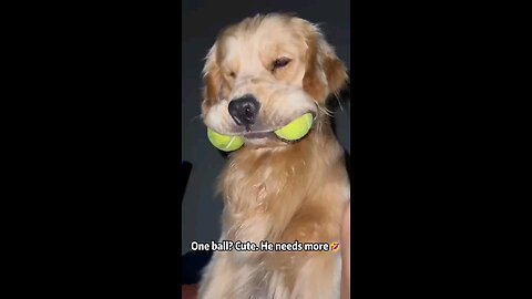 Funny Golden retriver 😂😂🤣