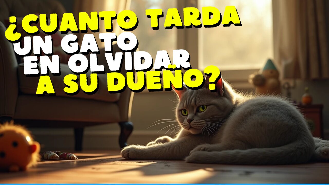 ¿Cuánto Tarda Un Gato En Olvidar A Su Dueño?
