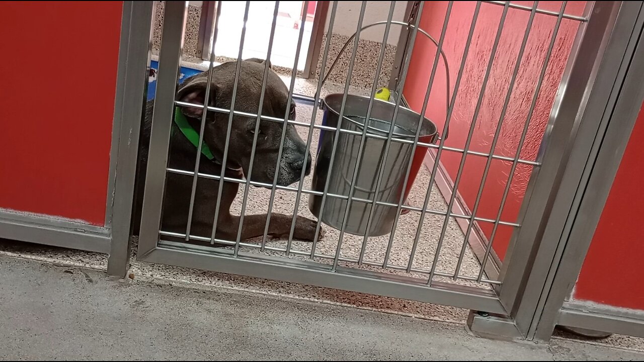 Harold 3y A802909 kennel 5 pod 1 PACC shelter He sees I'm near, backs away untrusting of me 4 now