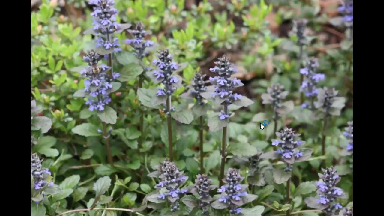 Experiences with Natural Remedies