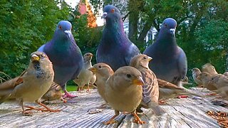 Pigeons Crash House Sparrow Party
