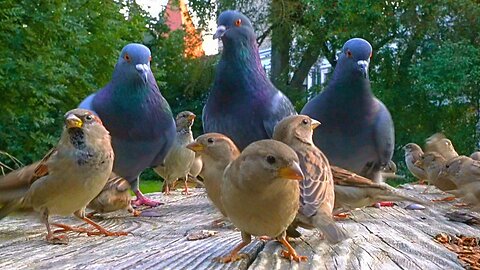 Pigeons Crash House Sparrow Party