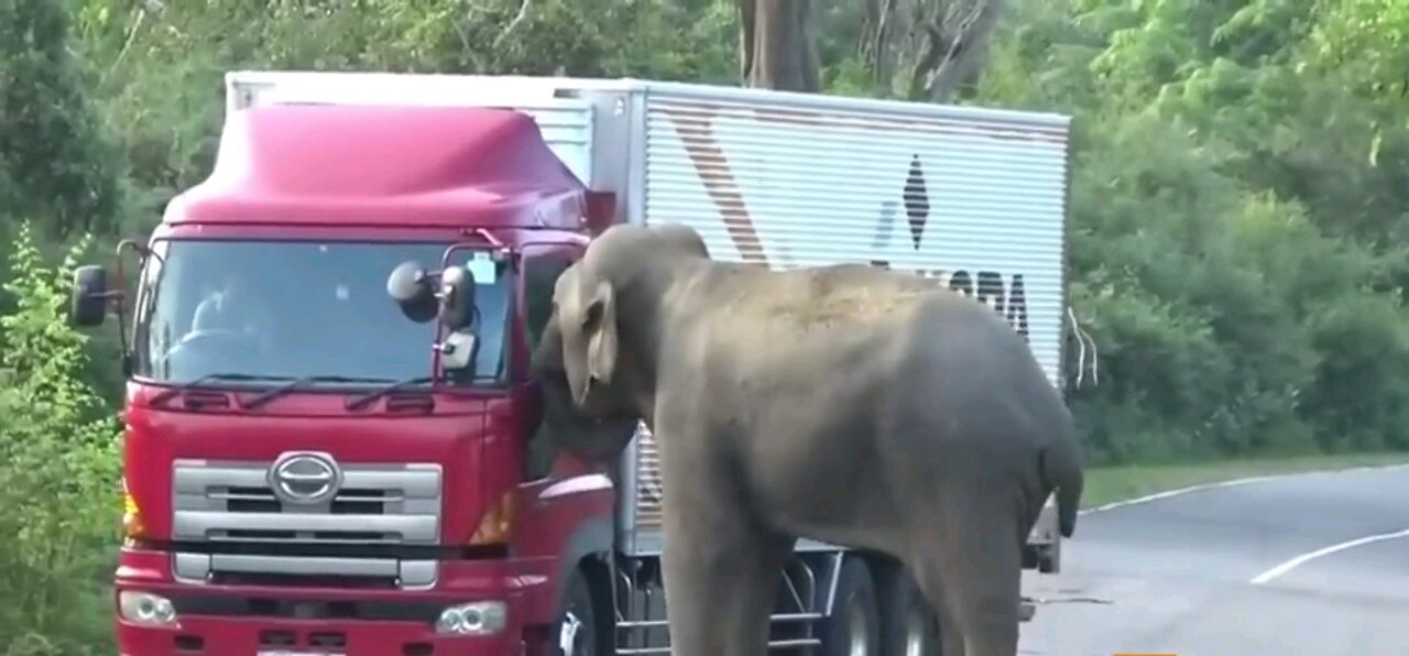 Elephant attacks truck on forest road🐘