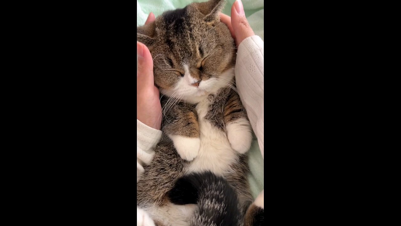 Watch these adorable cats doing the funniest things! From silly antics to heart-melting moments
