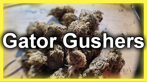Gator Gushers from JK Distro