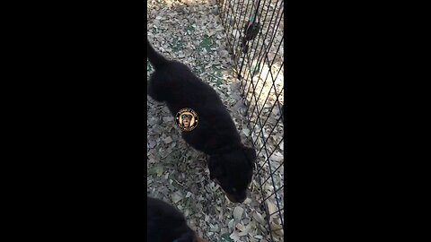 Doneyuno Rotties