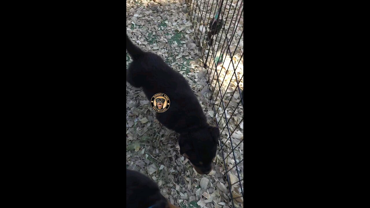 Doneyuno Rotties