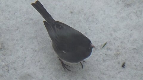 Dark-eyed junco