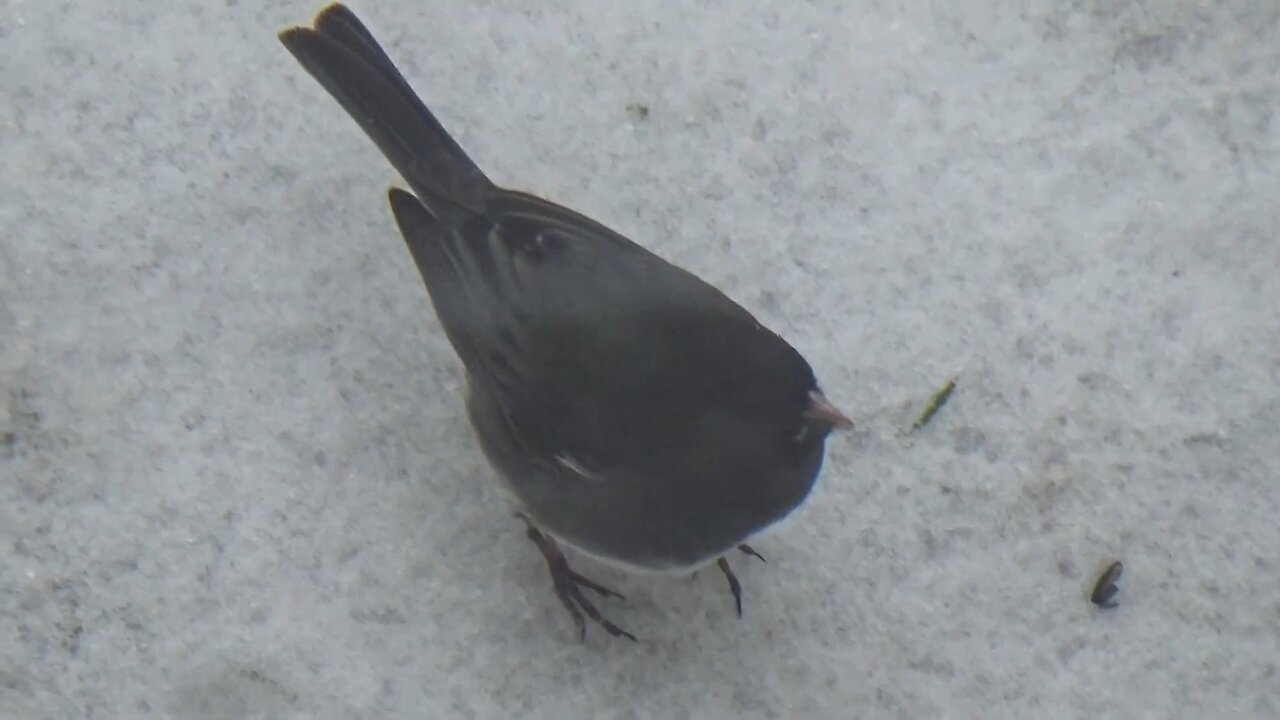 Dark-eyed junco