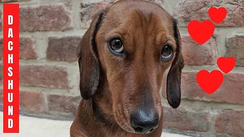 The Best 41 Dachshund Videos IG Compilation So cute , Sausage Teckel wiener Miniature Dog Videos.