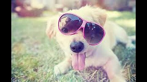 CUTEST PUPPY EVER!
