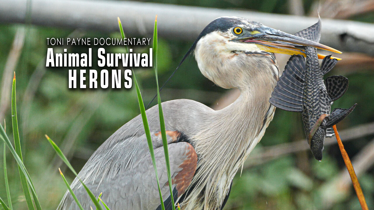 Herons and Their Different Style of Hunting