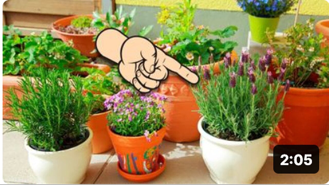 "Five Plants that Purify Air and Detoxify Your Home"