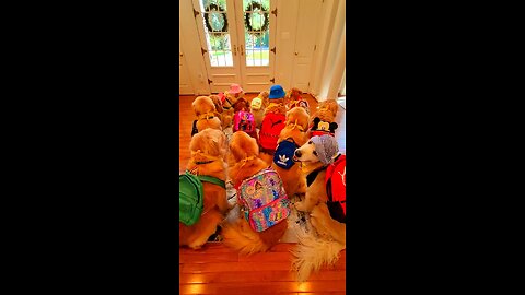 we are ready to back to school 🐶🐾🐕#funnydog #cutepuppy #backtoschool