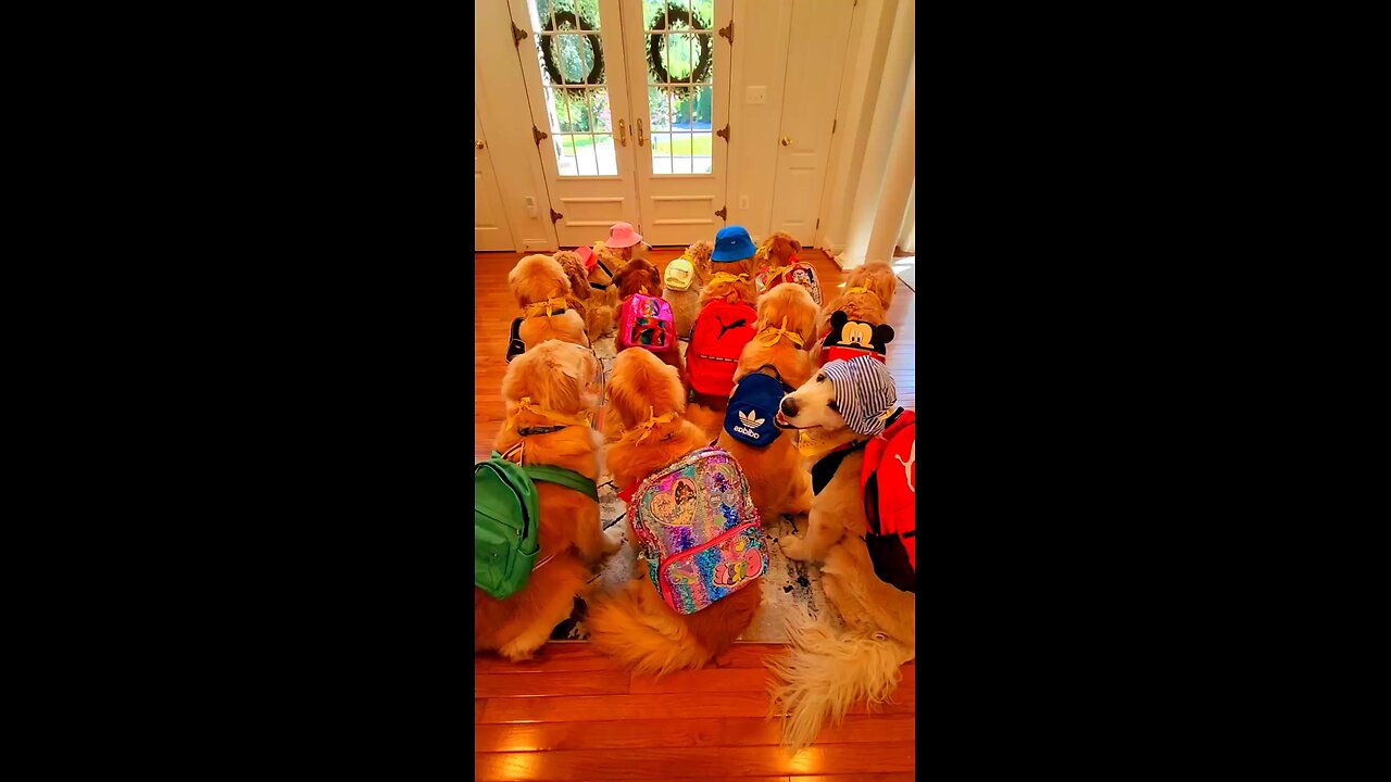 we are ready to back to school 🐶🐾🐕#funnydog #cutepuppy #backtoschool