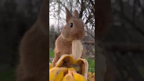 Little rabbit eats big banana, cute pet rabbit, cute little pastoral pet