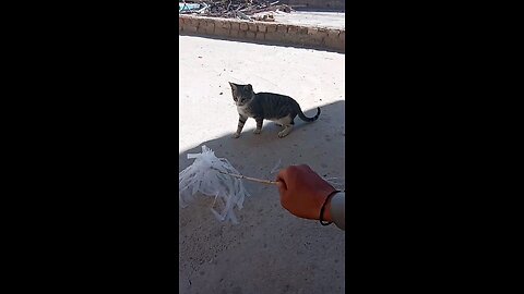 playing with lovely cat